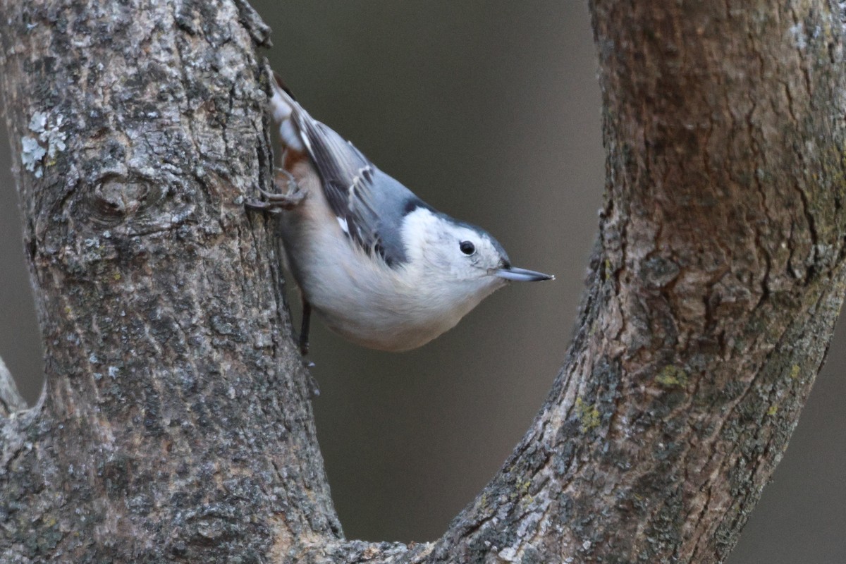 ムナジロゴジュウカラ - ML645887402