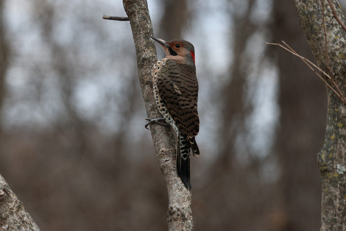 ハシボソキツツキ - ML645887403