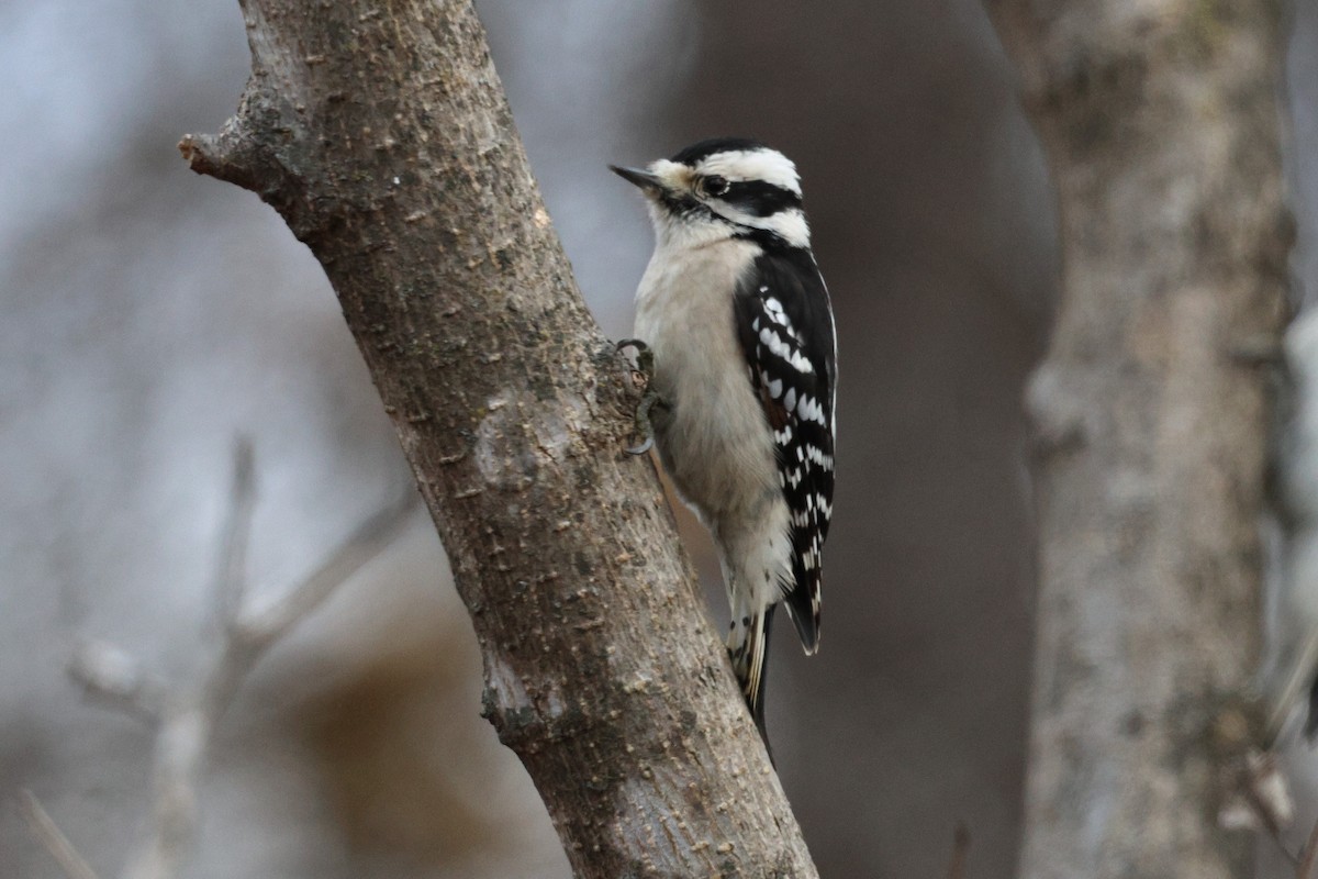 セジロコゲラ - ML645887405