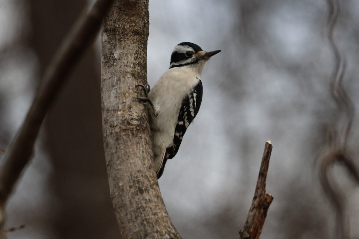 セジロアカゲラ - ML645887408