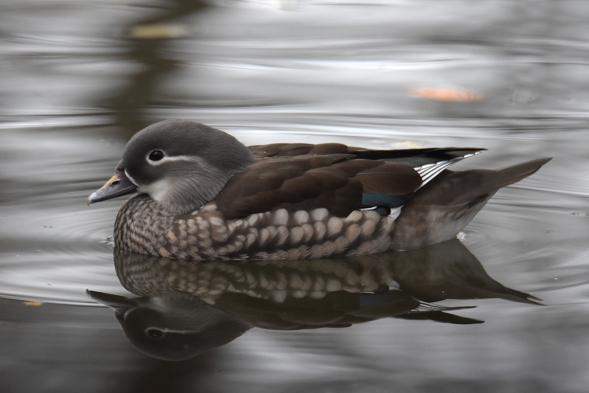 オシドリ - ML645887409