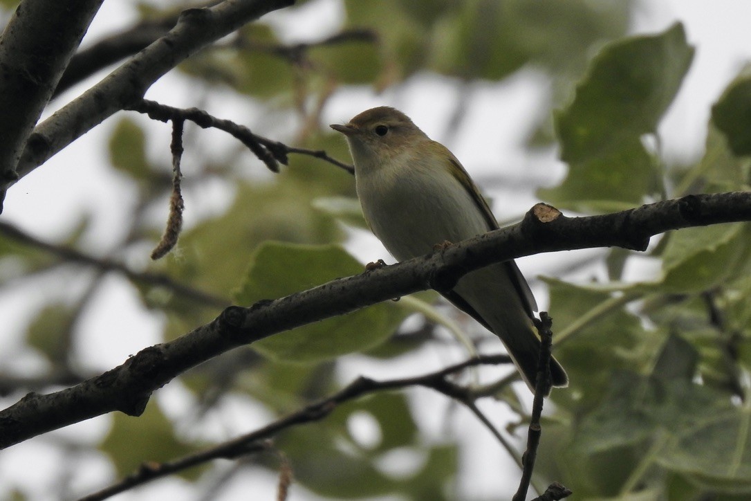 ボネリームシクイ - ML645887410