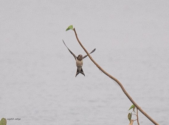 Ластівка сільська - ML645887412