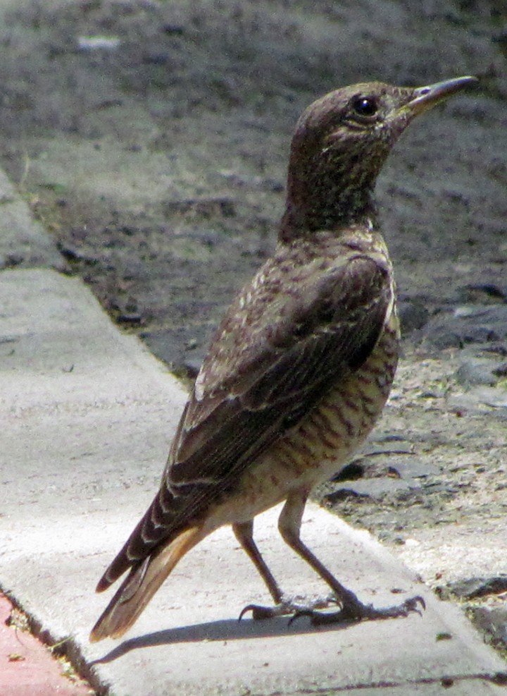 コシジロイソヒヨドリ - ML645887413