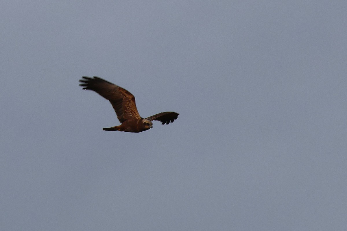 ヨーロッパチュウヒ - ML645887414