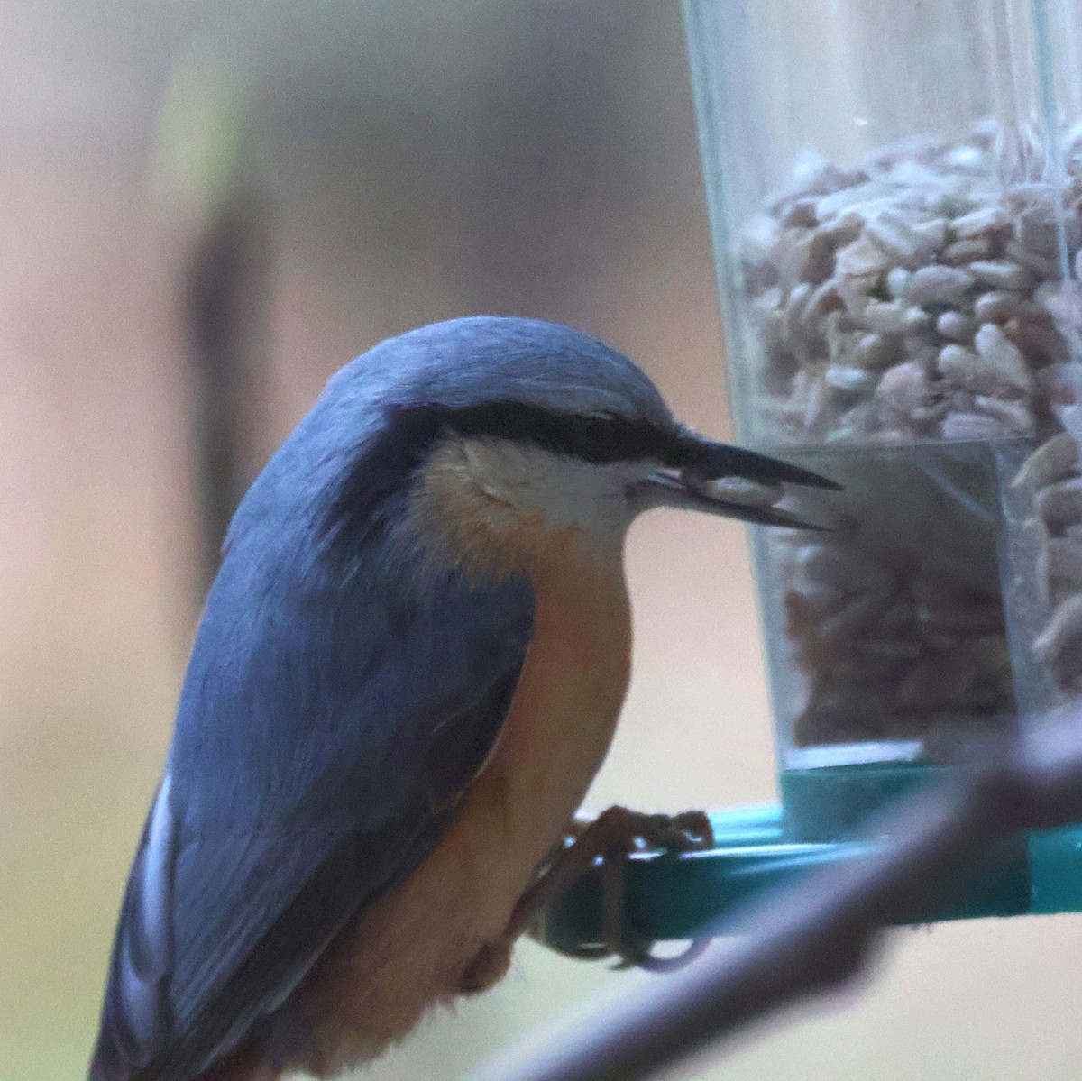 Garrapo eurasiarra - ML645887416