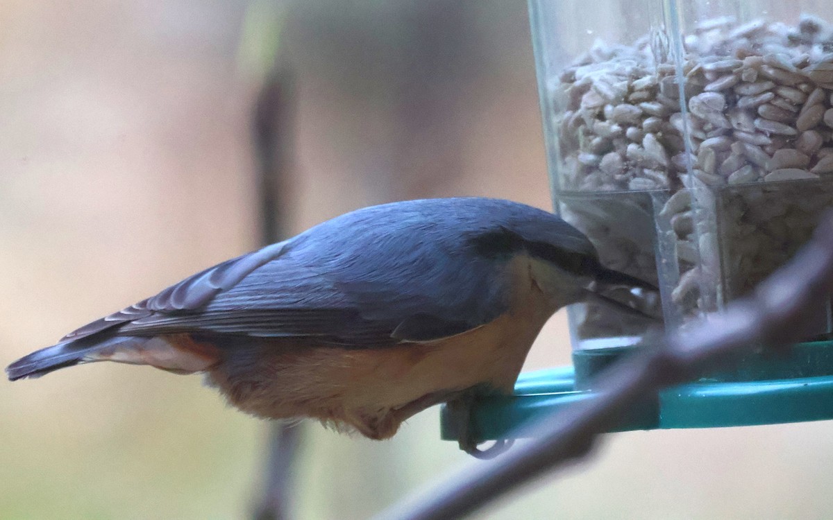 Garrapo eurasiarra - ML645887417