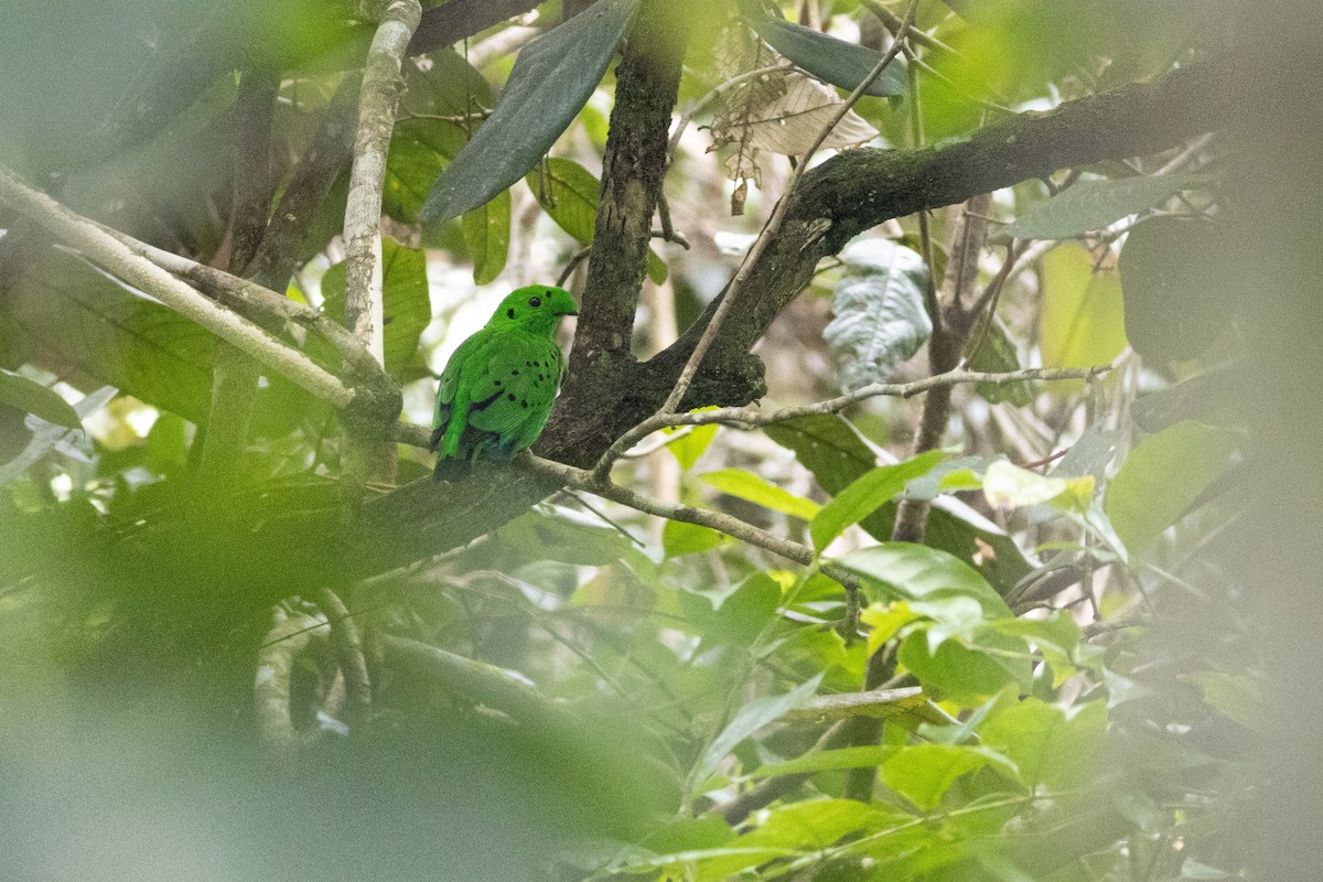 Hose's Broadbill - ML645887423