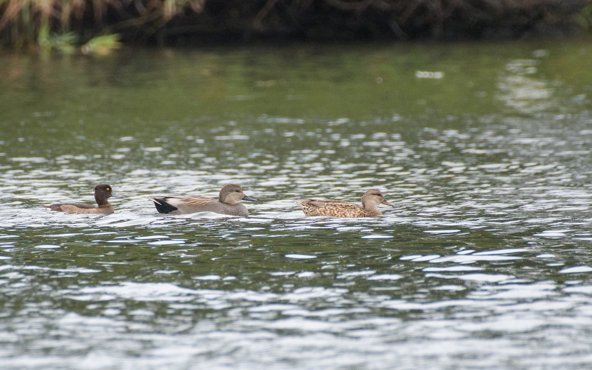 オカヨシガモ - ML645887424