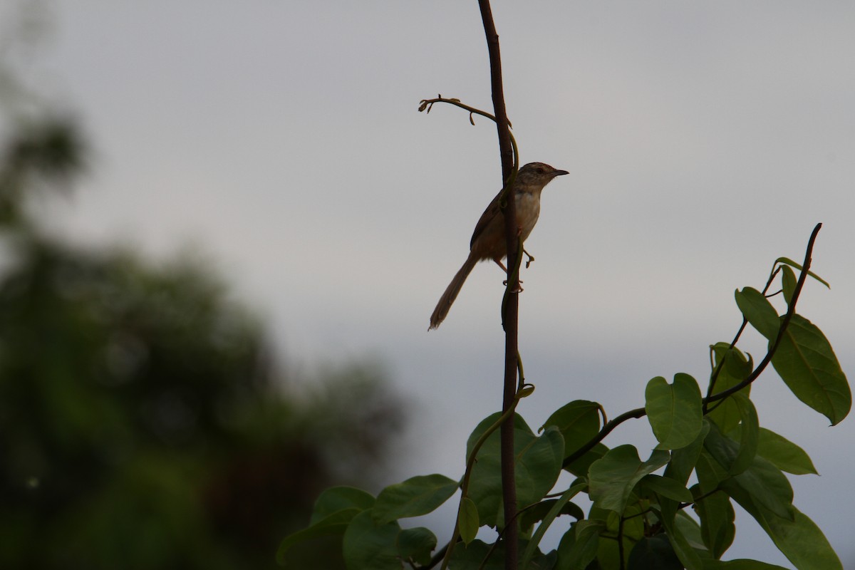 annamprinia - ML645887425