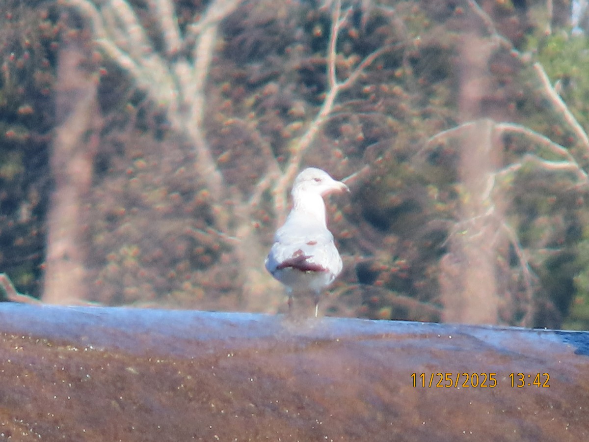 ub. måke (Larinae sp.) - ML645887427