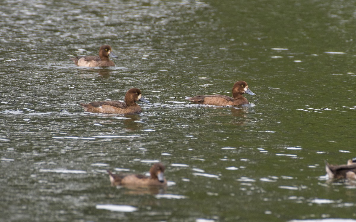 bergand - ML645887431