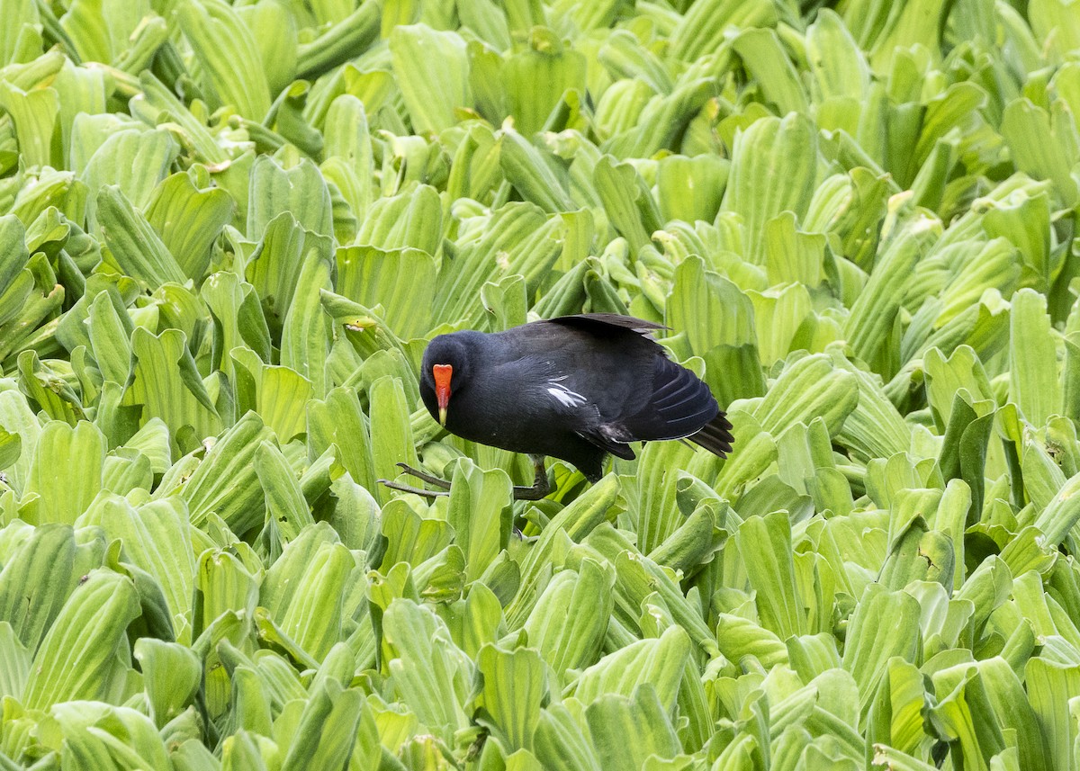 amerikasivhøne - ML645887432