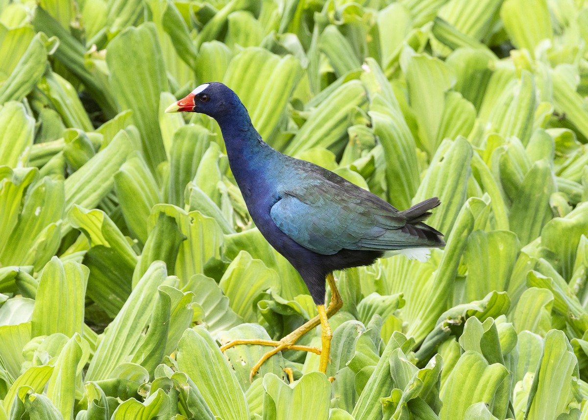 amerikapurpurhøne - ML645887433