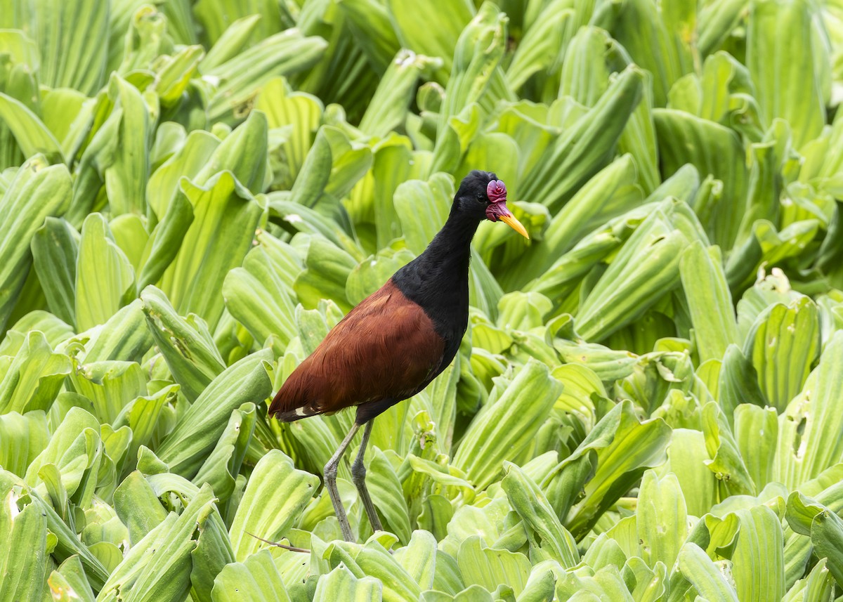 rødflikbladhøne (jacana gr.) - ML645887435