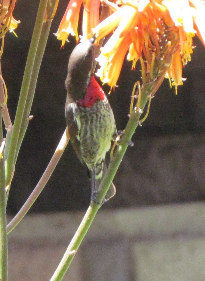 skarlagenbrystsolfugl - ML645887436