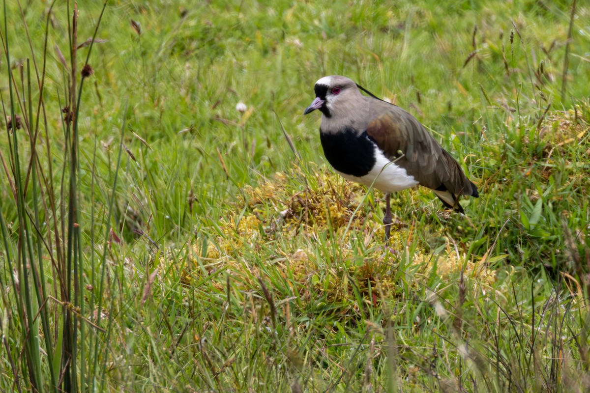 bronsevipe - ML645887437