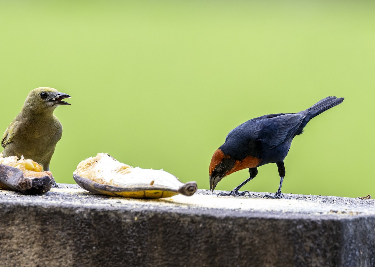 palmetanagar - ML645887439