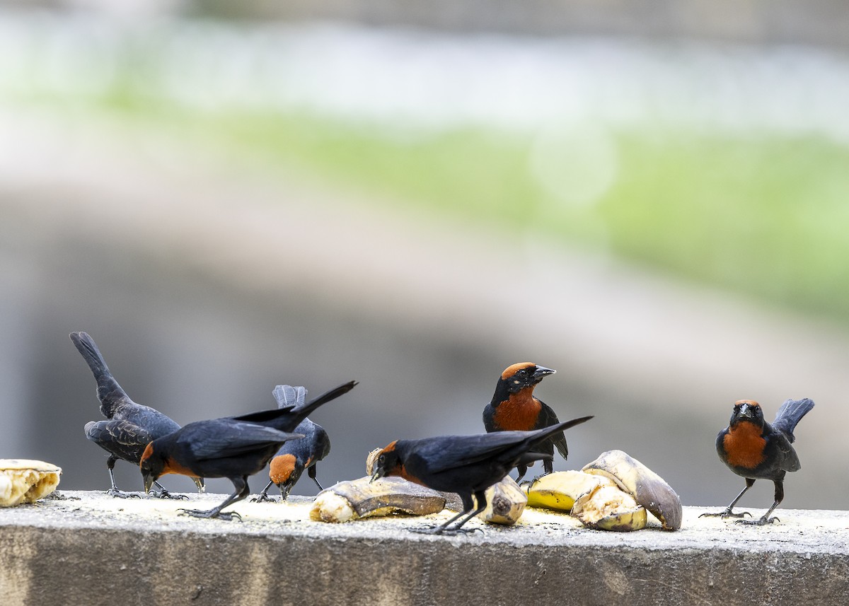 brunkronetrupial - ML645887440