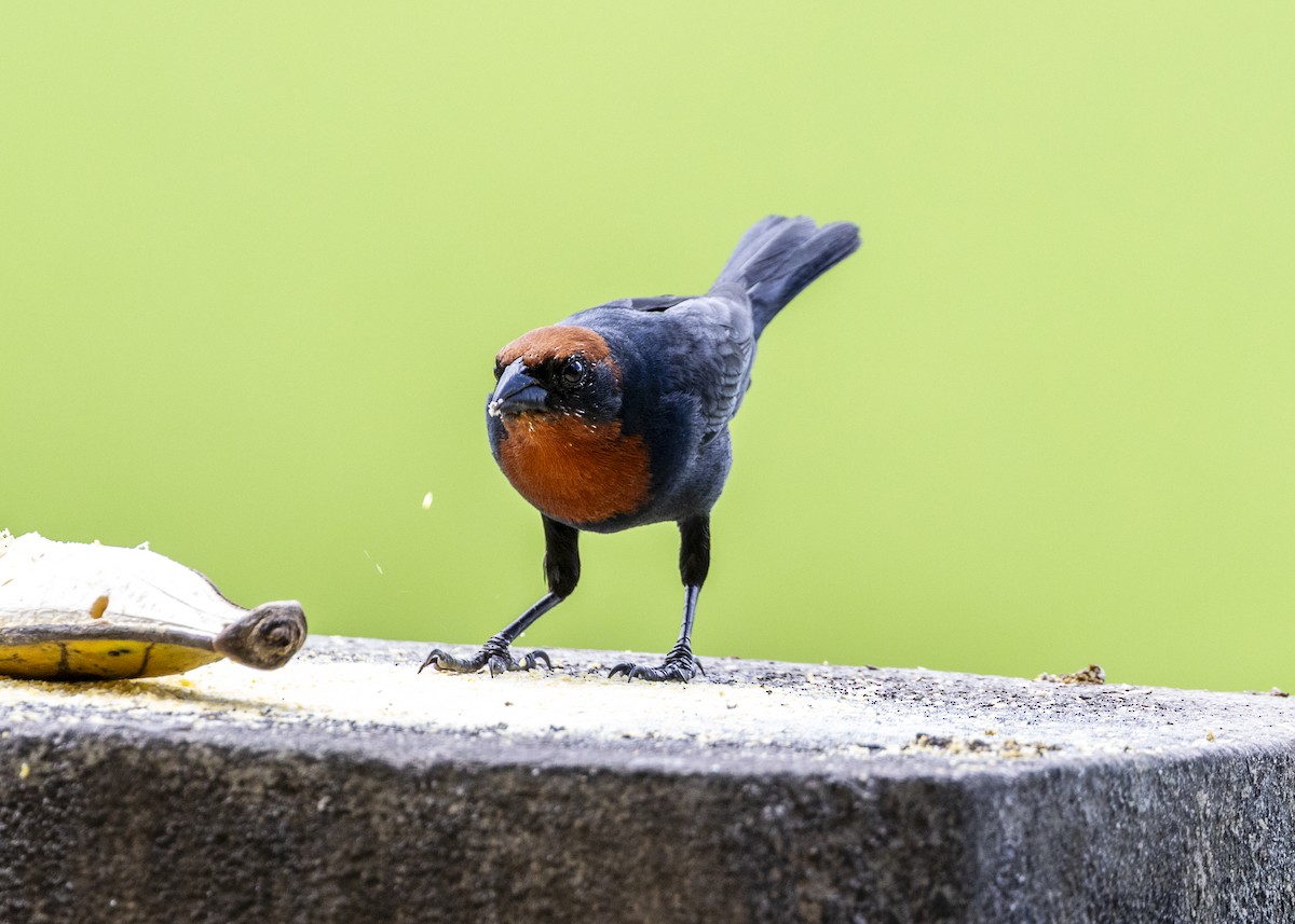 brunkronetrupial - ML645887441