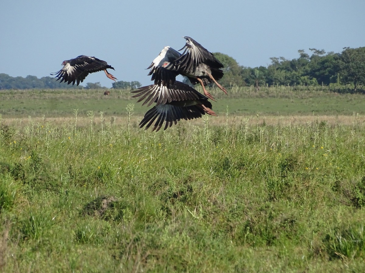 kragegjeterfugl - ML645887444