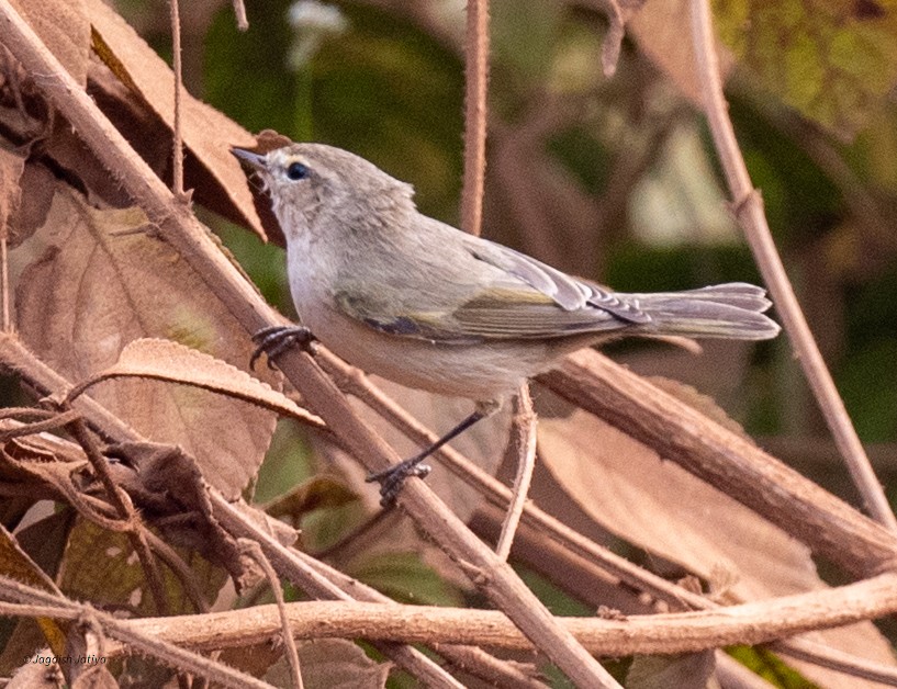 gransanger - ML645887445