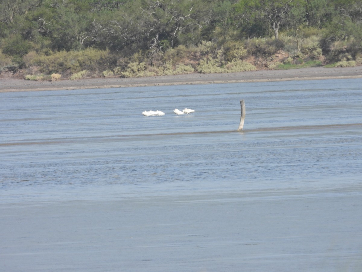 coscorobasvane - ML645887446