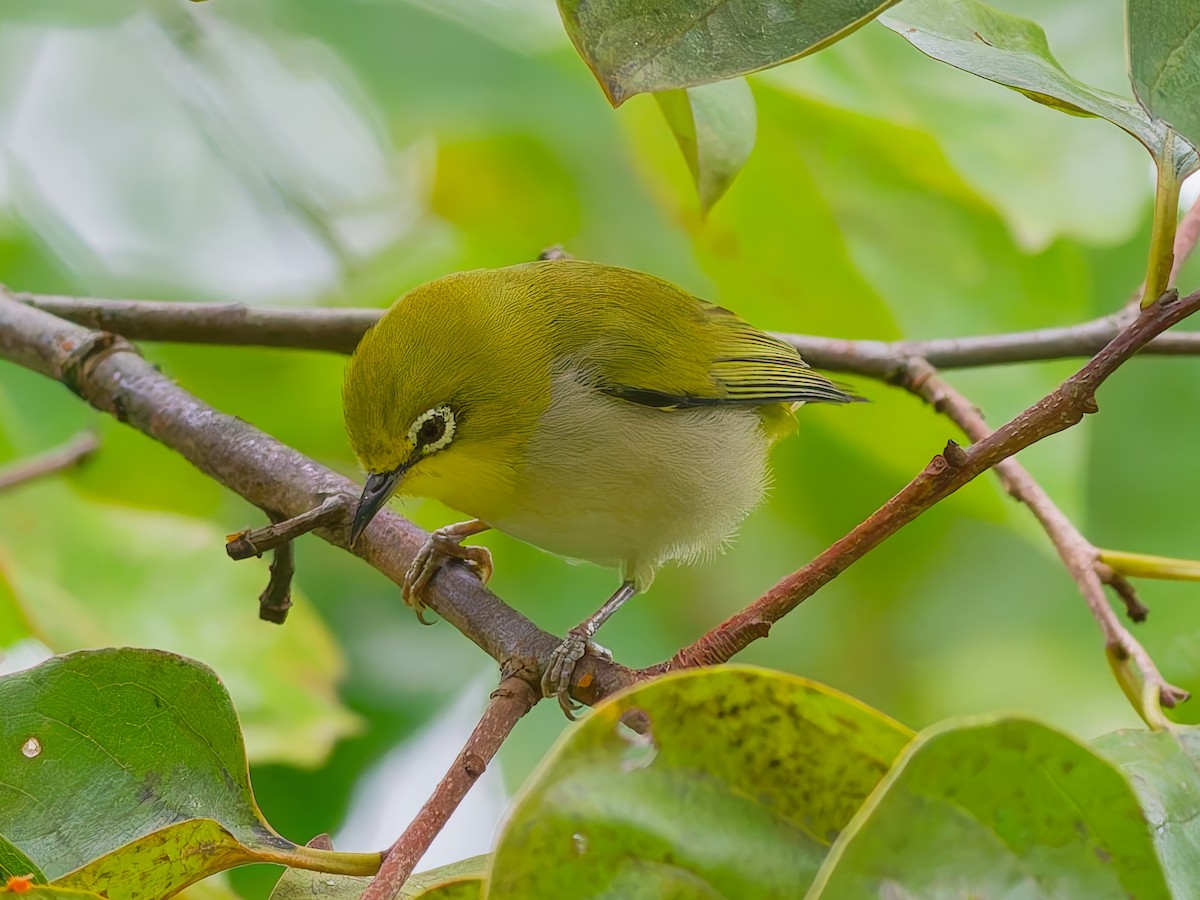 orientbrillefugl - ML645887449