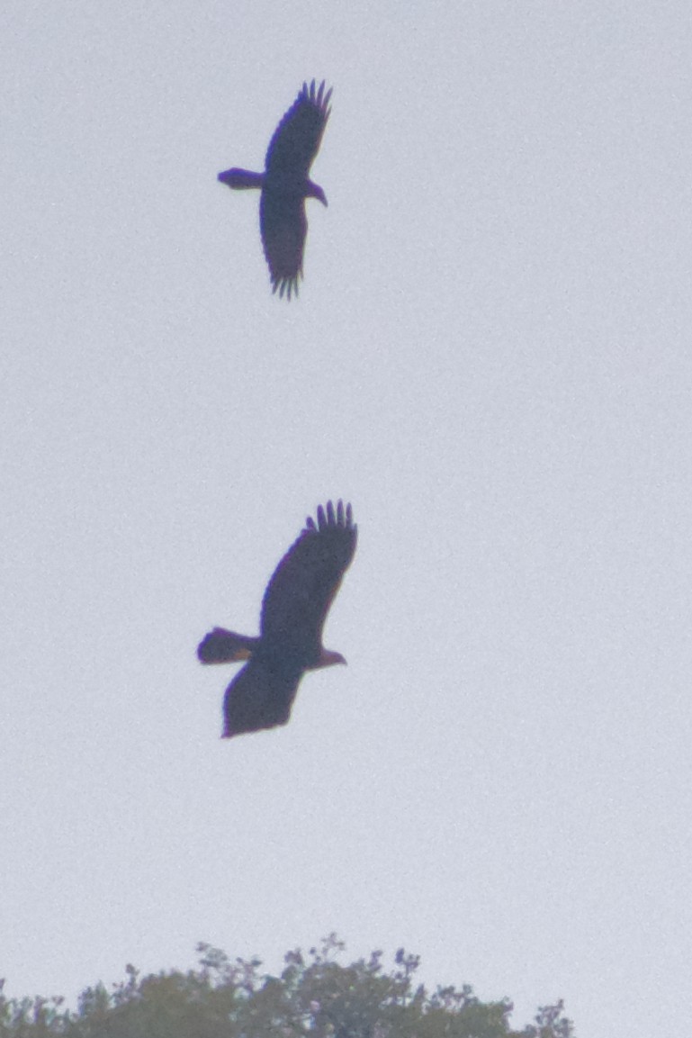 kongeørn - ML645887450