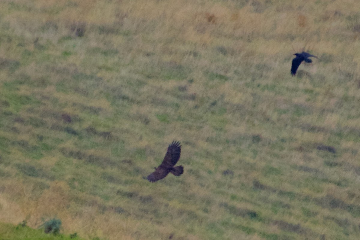 kongeørn - ML645887451