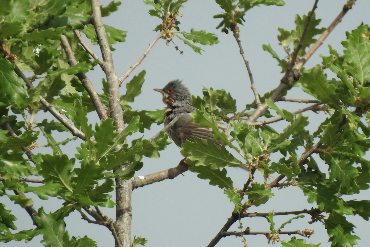 rosensanger - ML645887452