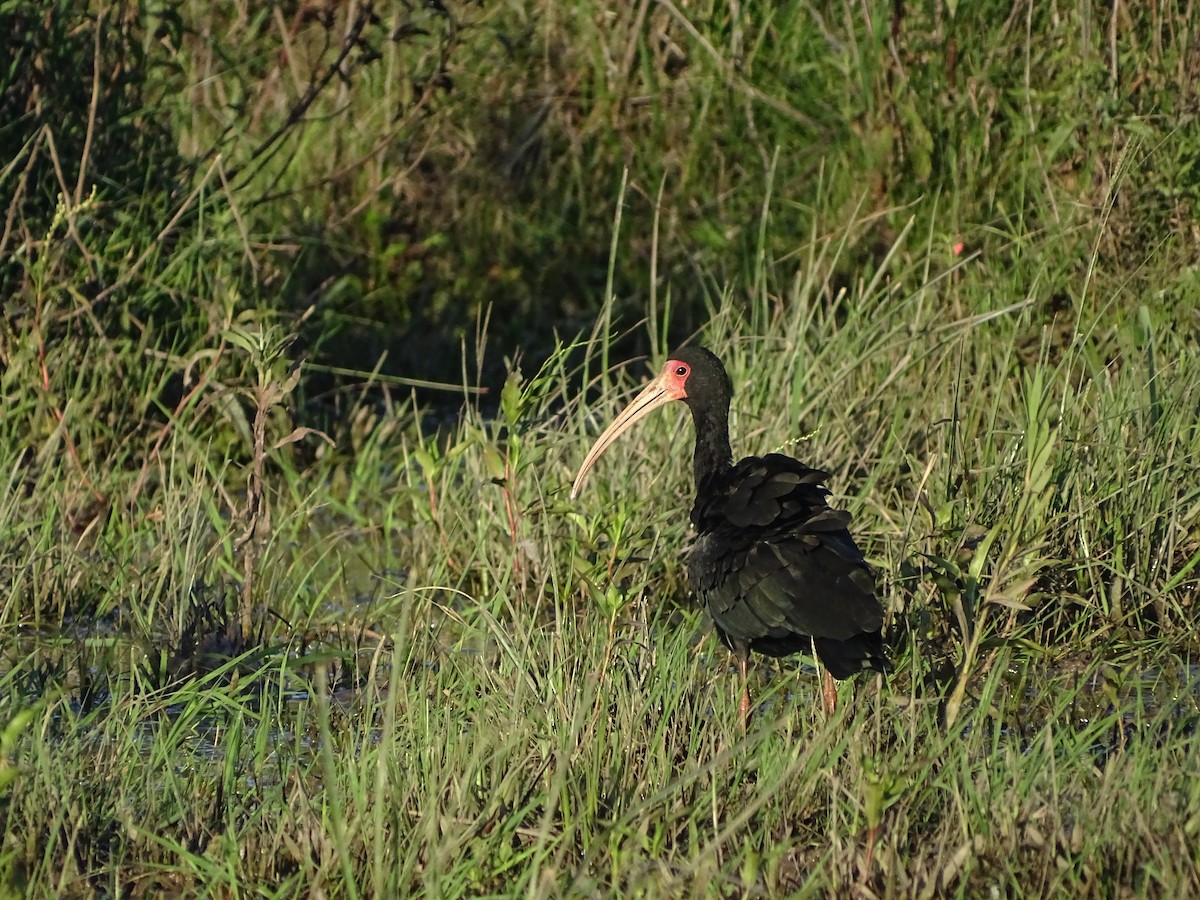 rødmaskeibis - ML645887456