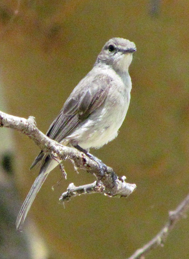 gråfluesnapper - ML645887457