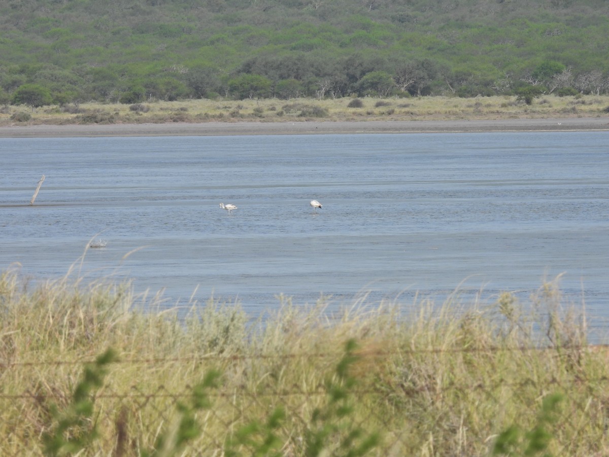 chileflamingo - ML645887461