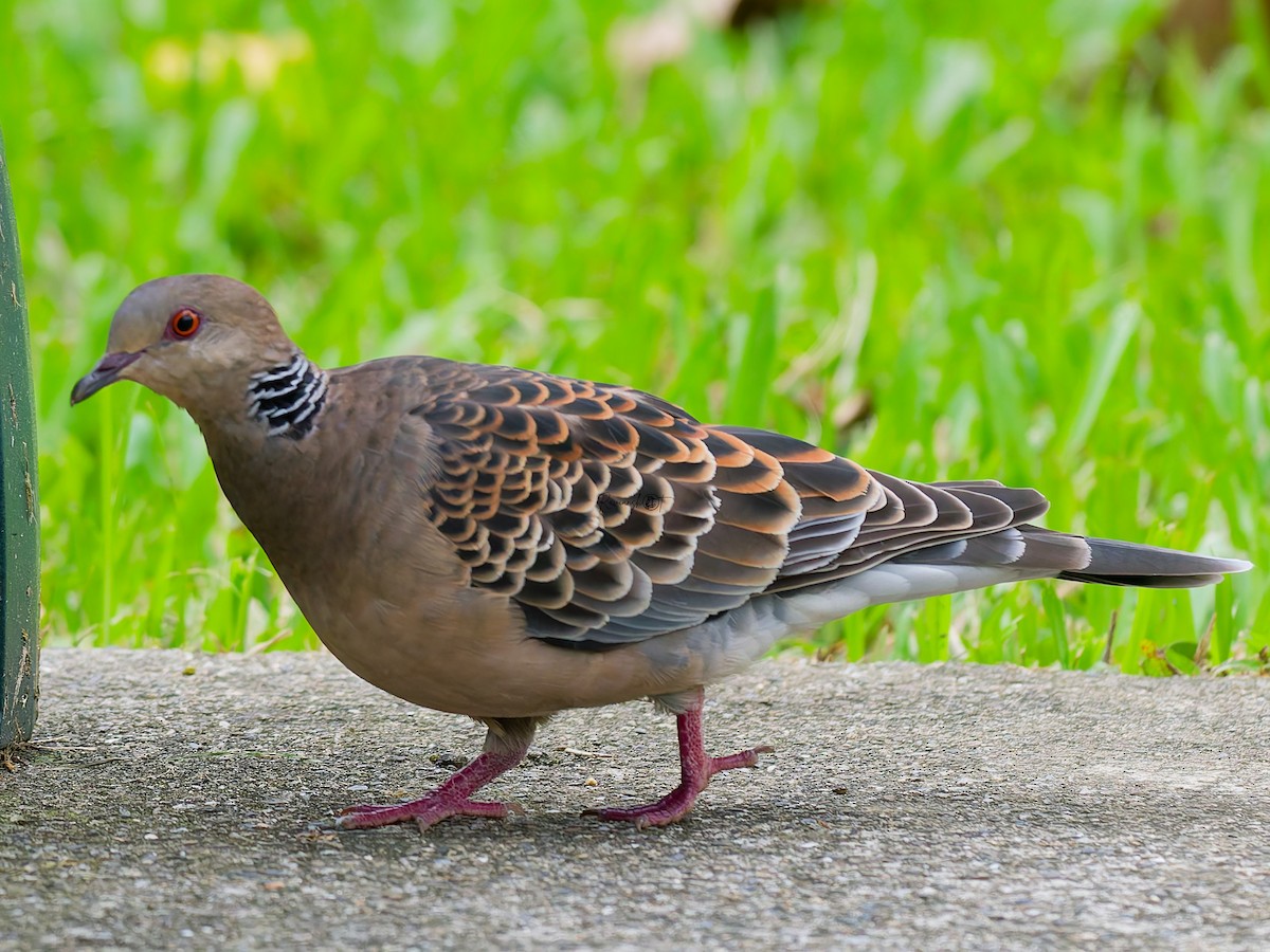 mongolturteldue - ML645887462