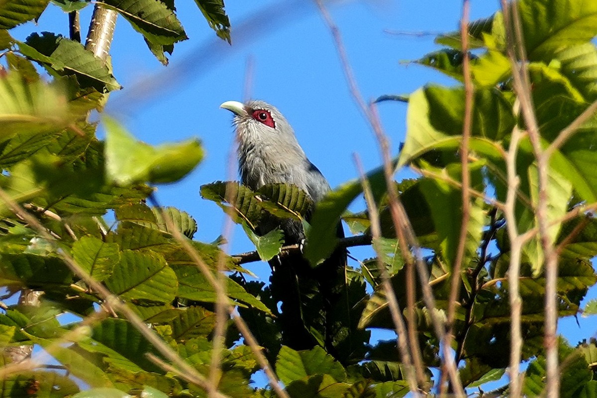 langstjertmalkoha - ML645887464