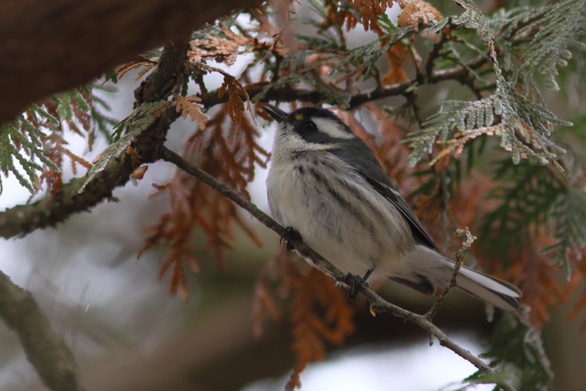 gråparula - ML645887465