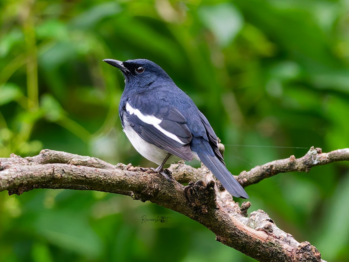 orientskjæreskvett - ML645887466