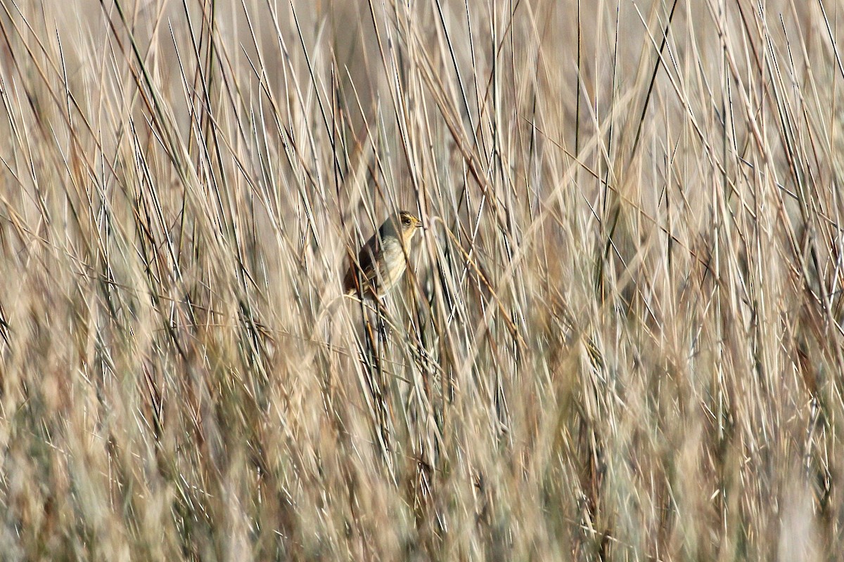Nelson's Sparrow (Interior) - ML645887468
