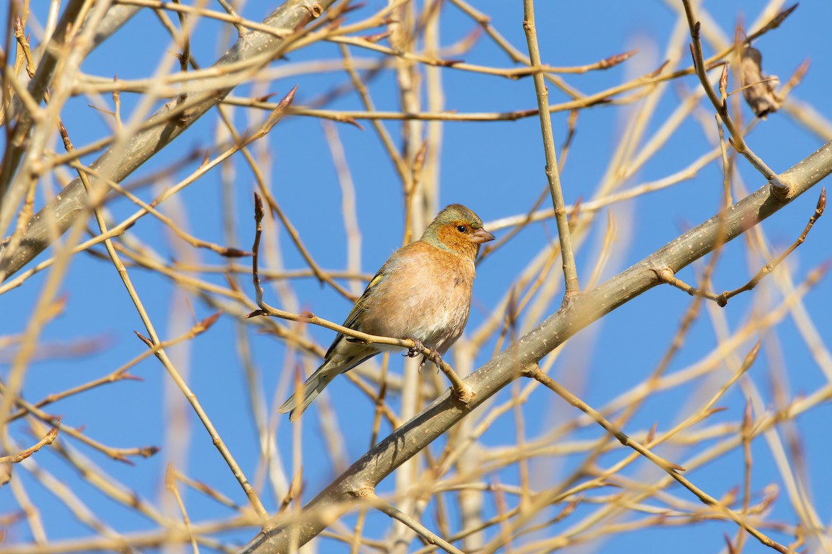 Common Chaffinch - ML645887469