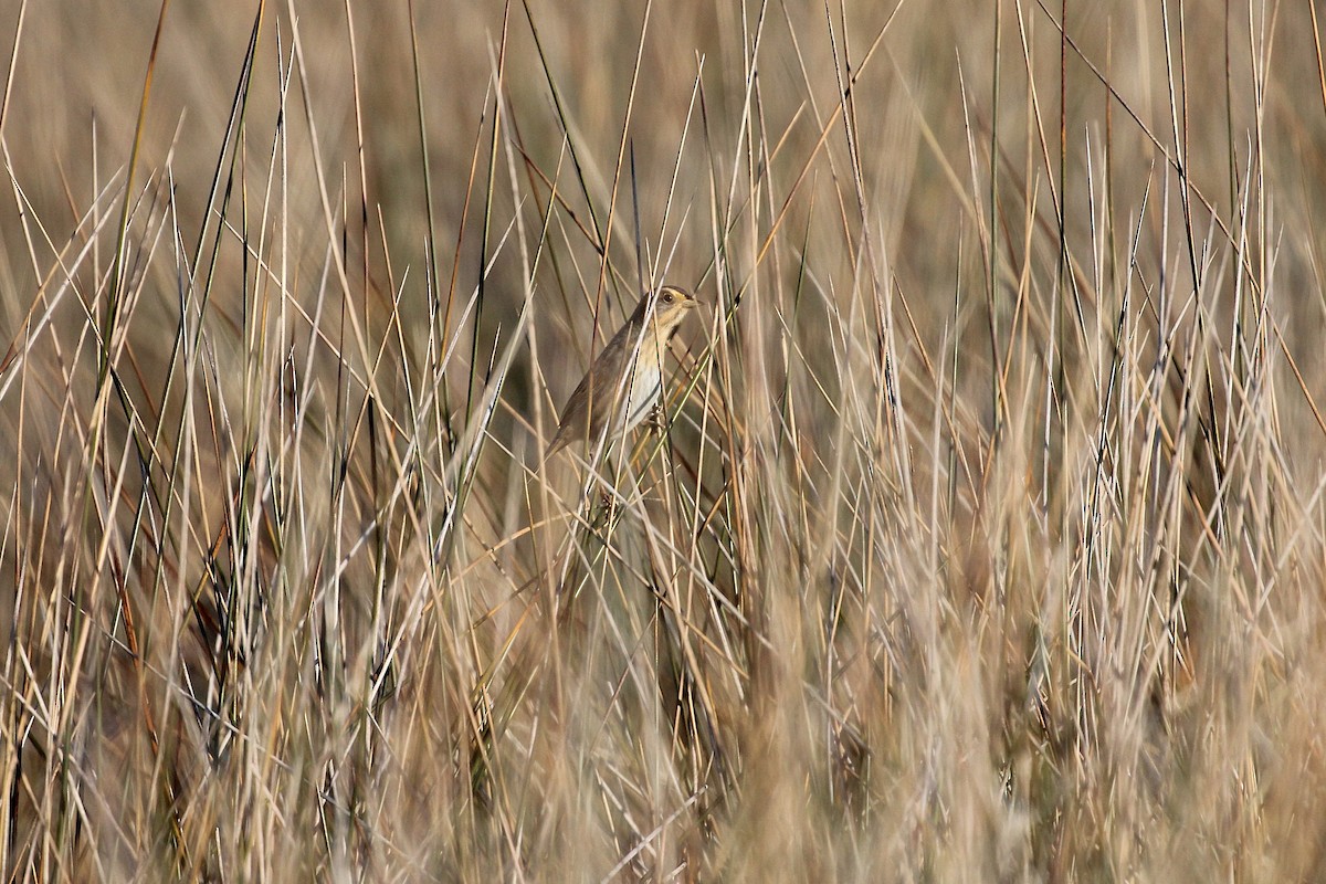 Nelson's Sparrow (Interior) - ML645887470