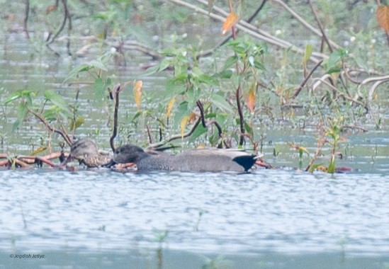 オカヨシガモ - ML645887471