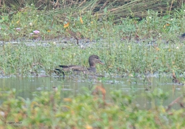 オカヨシガモ - ML645887472