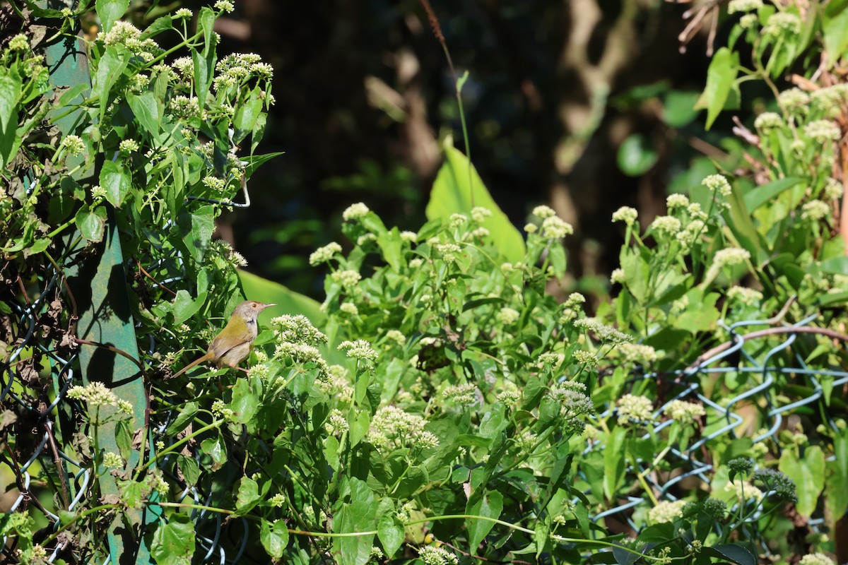 Common Tailorbird - ML645887473