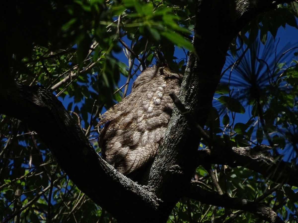 Great Horned Owl - ML645887480