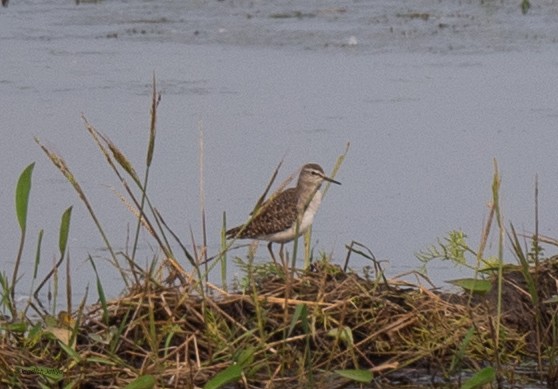 vodouš bahenní - ML645887486