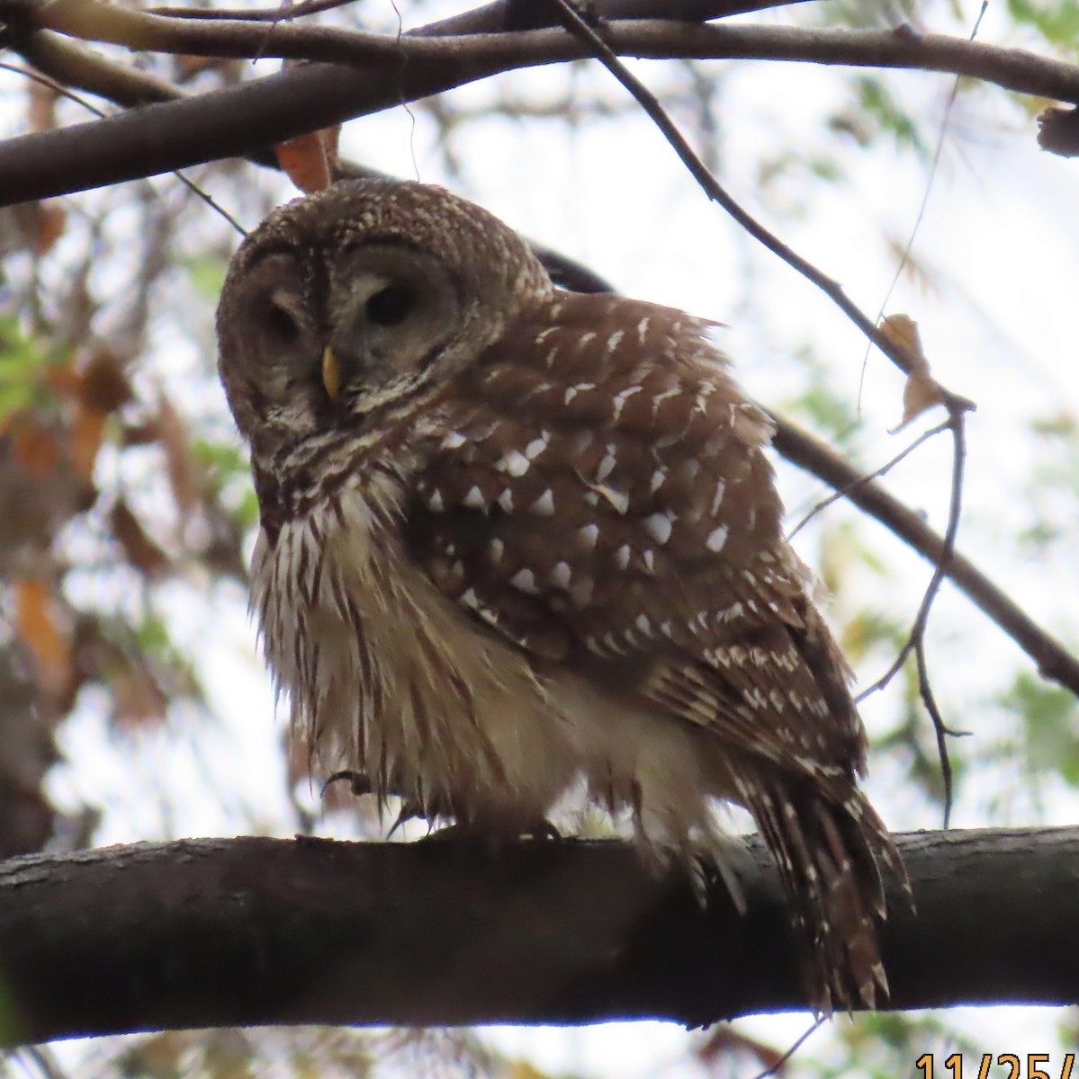 Barred Owl - ML645887491