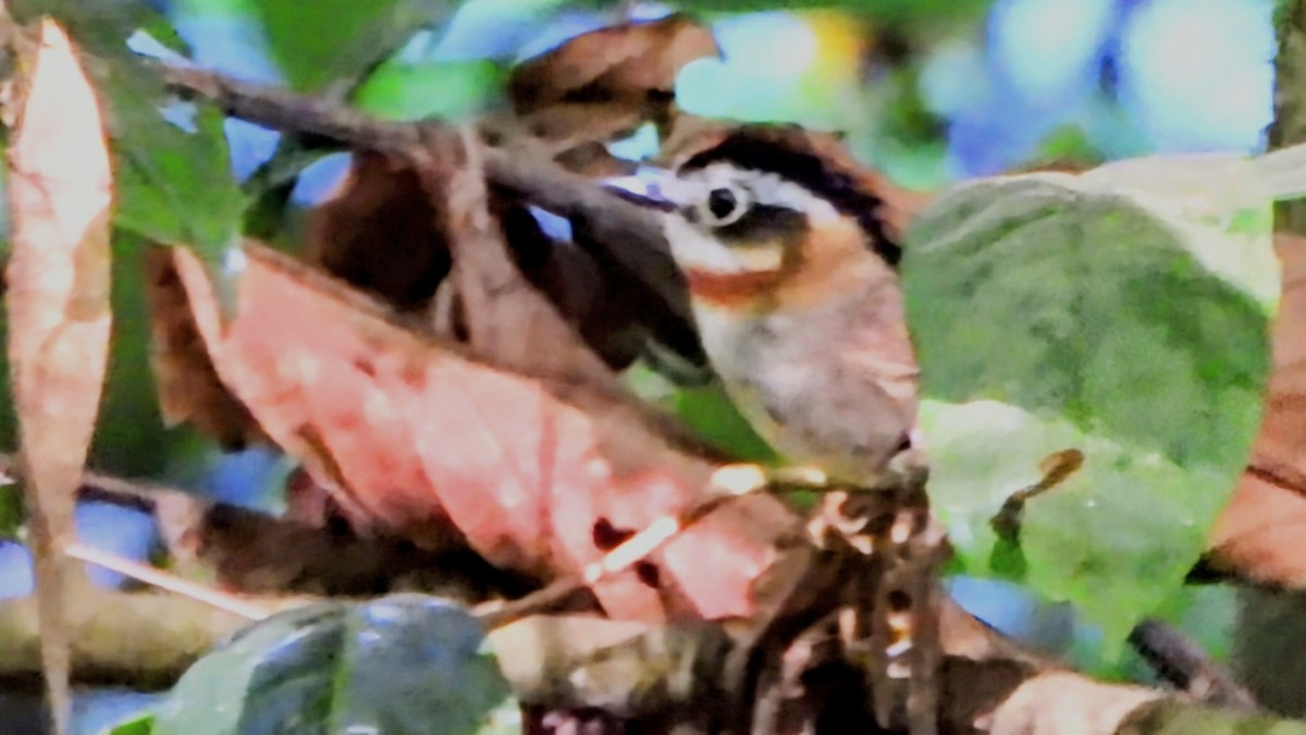 Rufous-throated Fulvetta - ML645887494