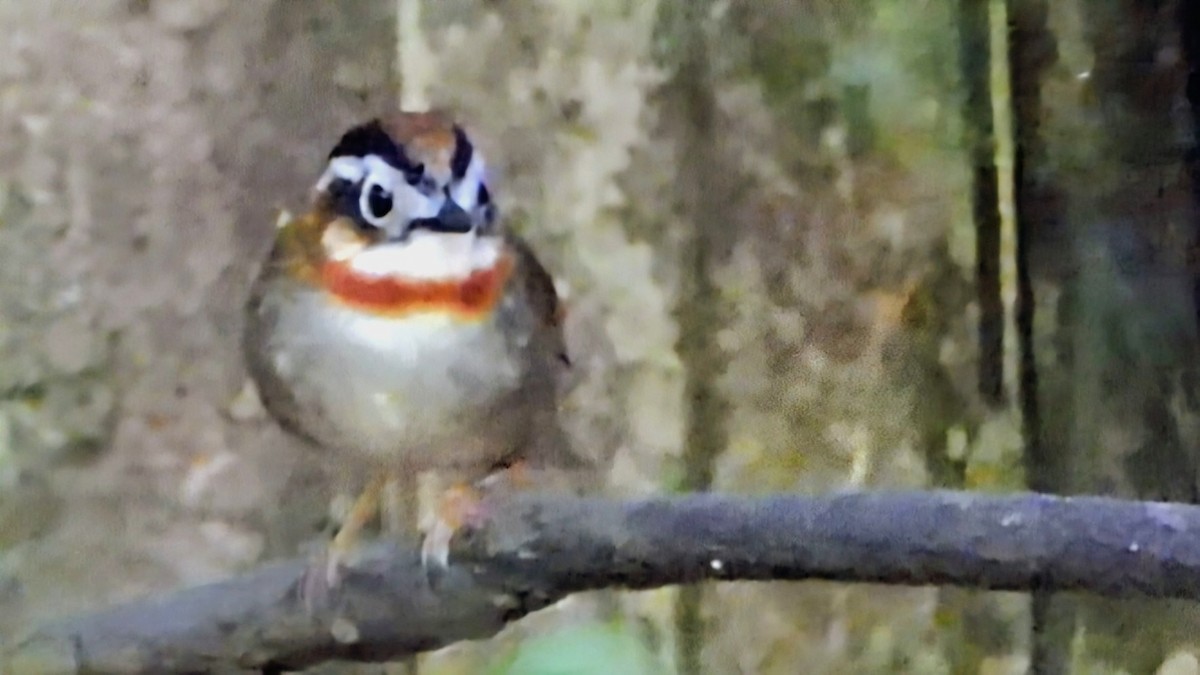 Rufous-throated Fulvetta - ML645887495