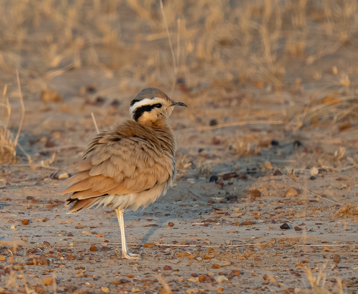 Cream-colored Courser - ML645887496